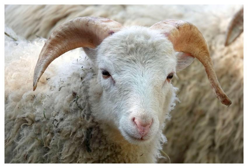 Sheep Animal Mammal Nature