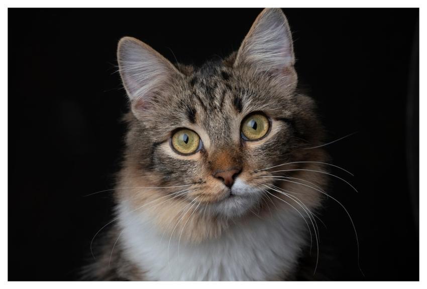 Cat Nature Pet Animal