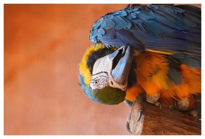 Bird Parrot Ornithology Species