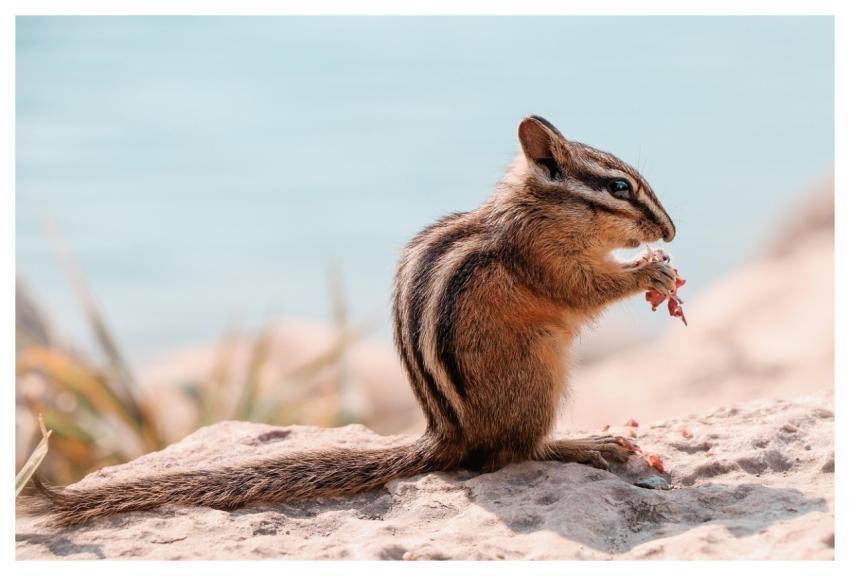 Chipmunk Rodent Foraging Eating