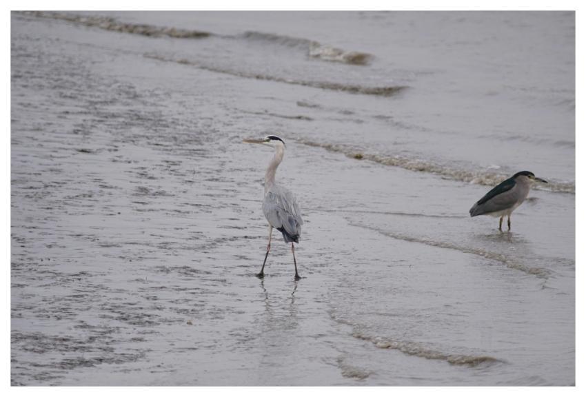 Night Heron Bird Nature Natural