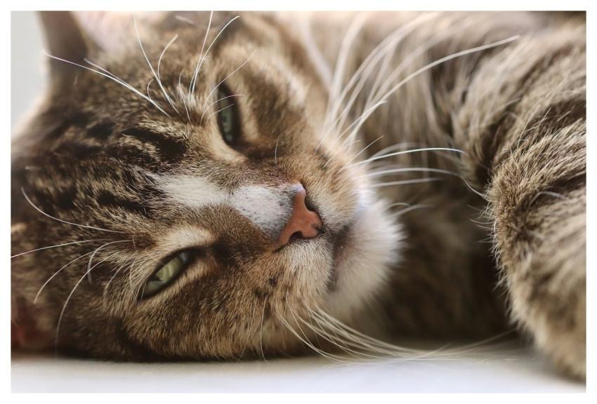 Cat Cat Eyes Whiskers Animal