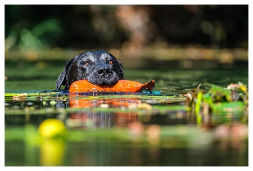 Labrador Pet Dog Animal