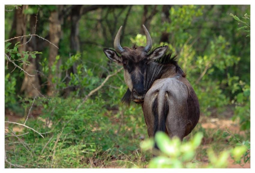 Wildebeest Horns Animal Mammal