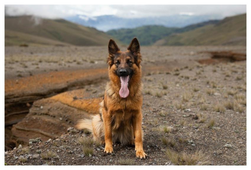 Dog German Shepherd Nature Mountain