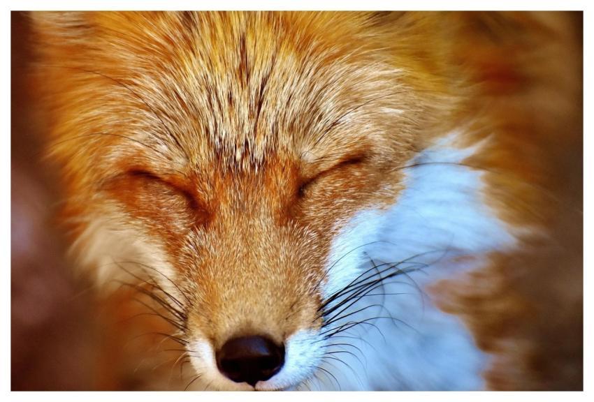 Fox Wildlife Wild Animal Animal Portrait