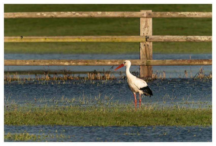Stork Nature Animal Bird