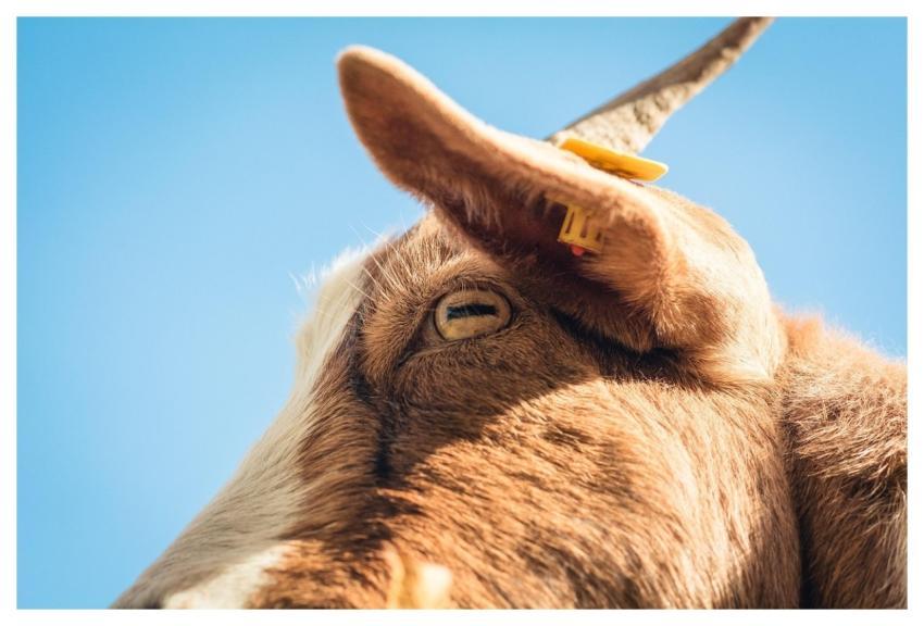 Animal Nature Goat Mammal