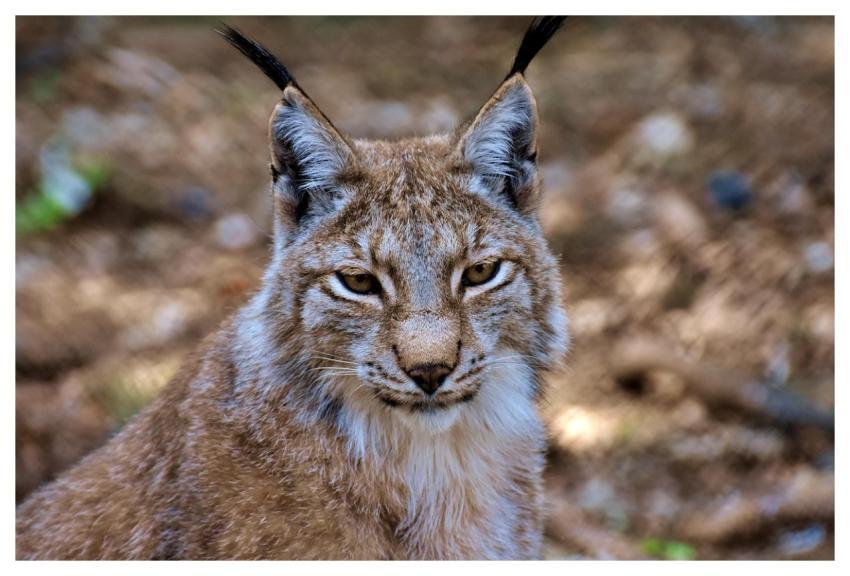 Lynx Animal Big Cat Fur