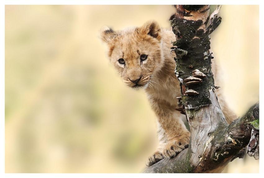 Lion Cub Cat Wild