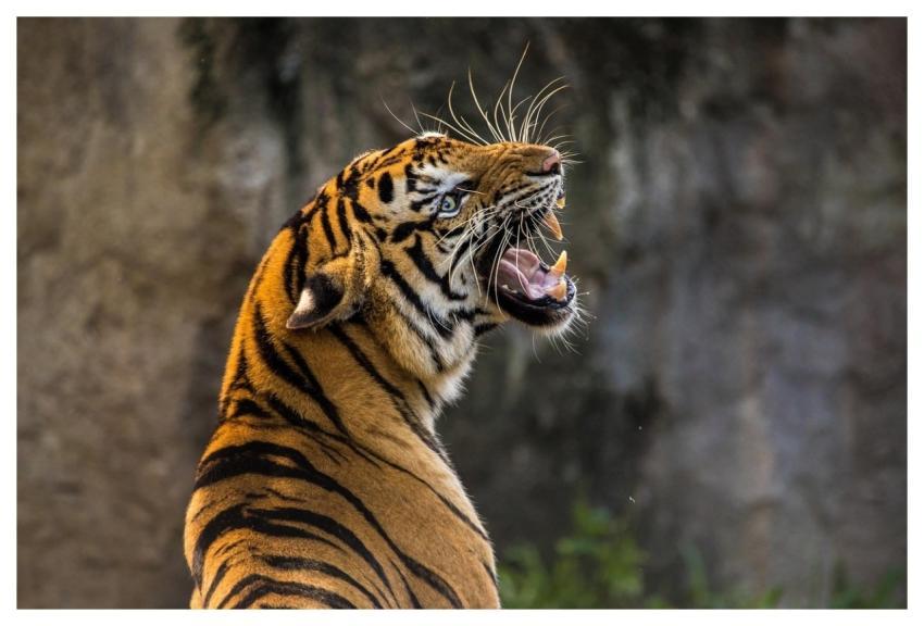 Tiger Cat Big Cat Animal