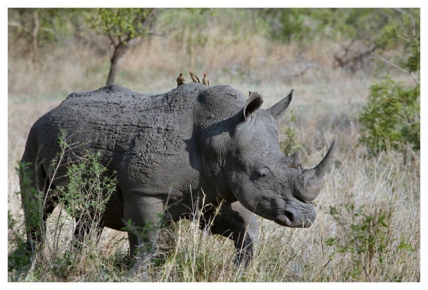 Rhinoceros Gray Animal Pachyderm Rhino