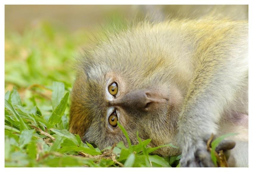 Monkey Animal Wildlife Mammal