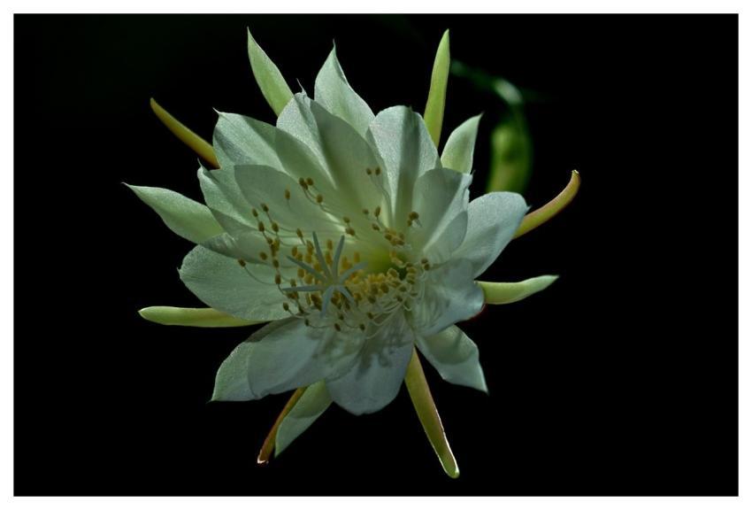 Flower Botany Bloom Blossom