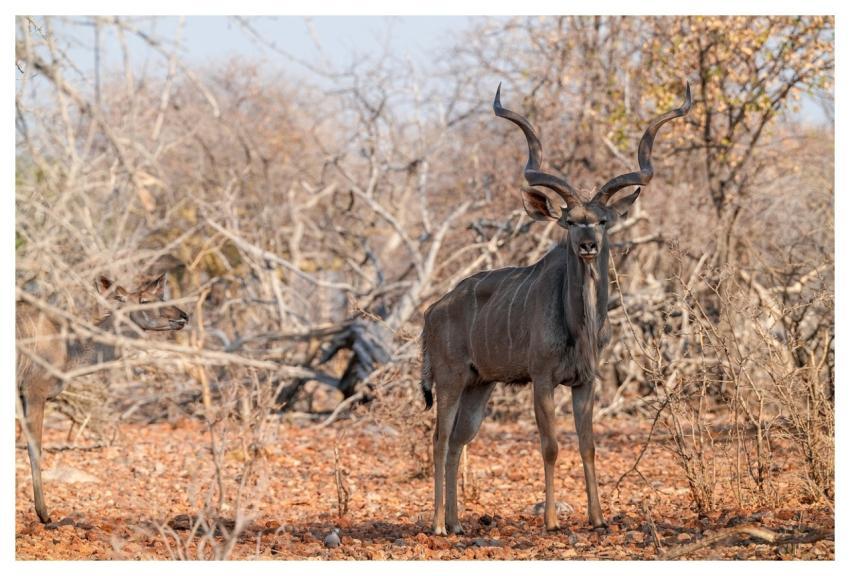 Kudu Antler Animal Horns