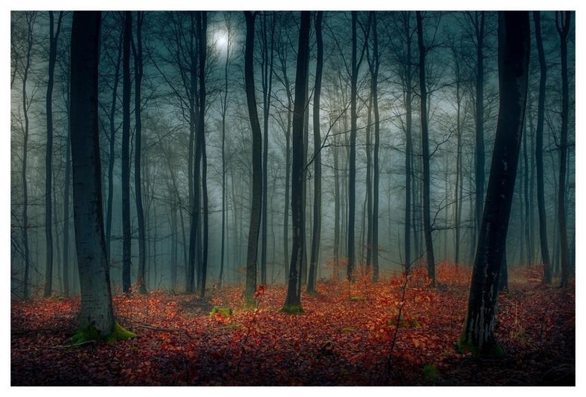 Autumn Forest Night Fall