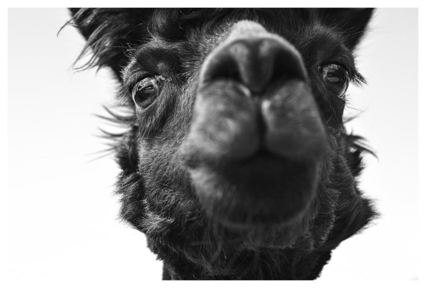 Alpaca Head Black Animals