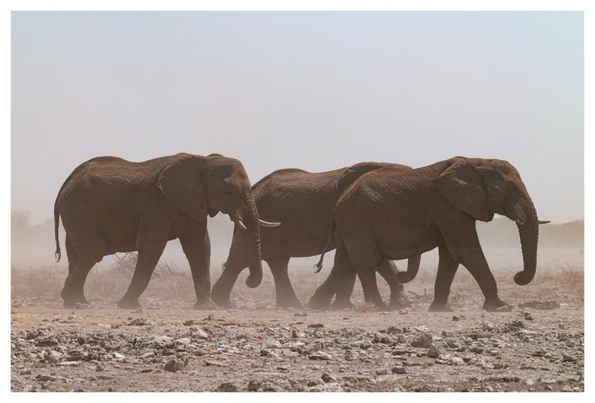 Elephants Herd Dust Windy