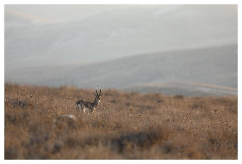 Animal Nature Mammal Antelope