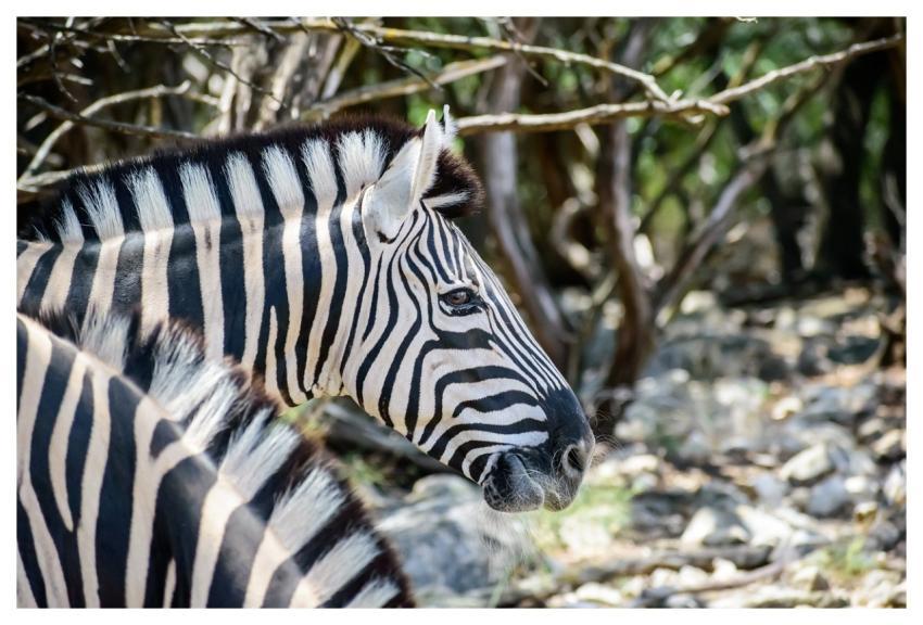 Zebra Stripes Head Zebra Head