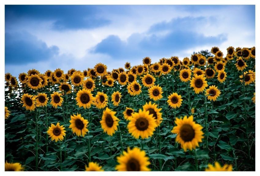 Sunflower Yellow Flora Nature