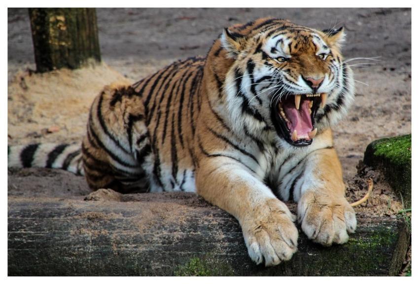 Tiger Nature Animal Roar