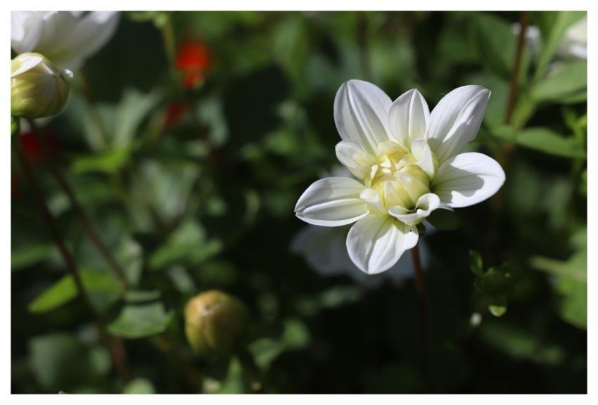 Dahlia Nature Flower Bloom