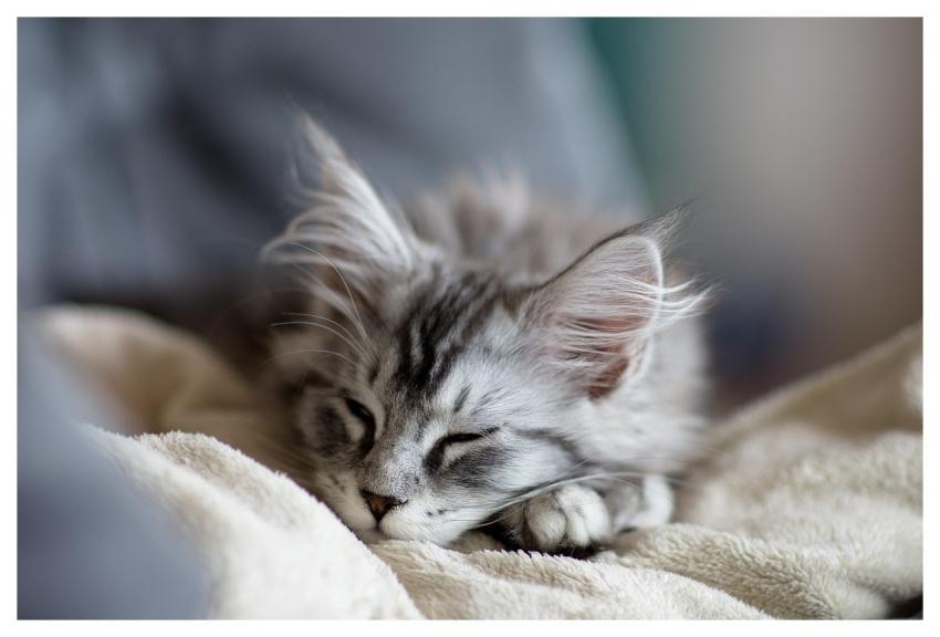 Cat Maine Coon Domestic Animal Domestic Cat