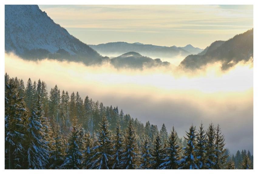 Forest Nature Landscape Shogun