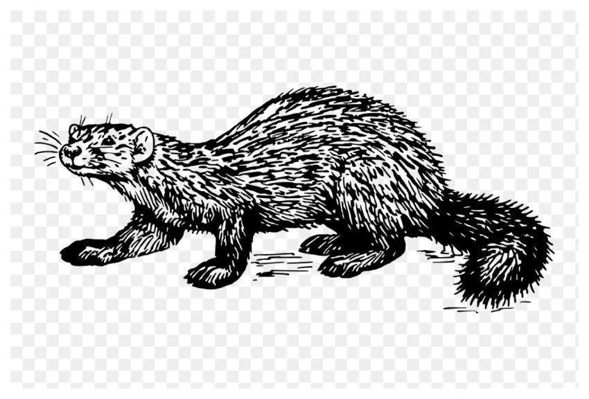 Sable png sticker, vintage animal