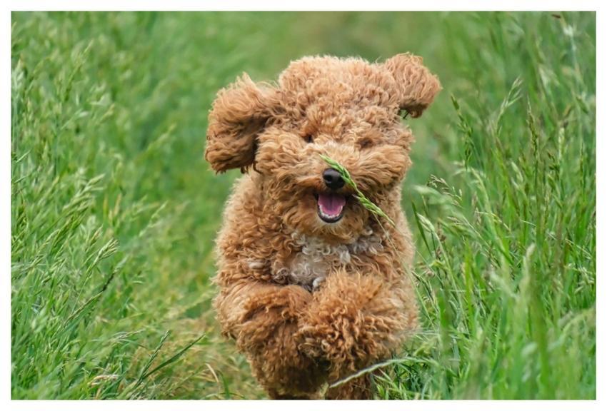 Dog Poodle Grass Domestic Animal