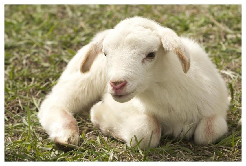 Lamb Farm Nature Sheep