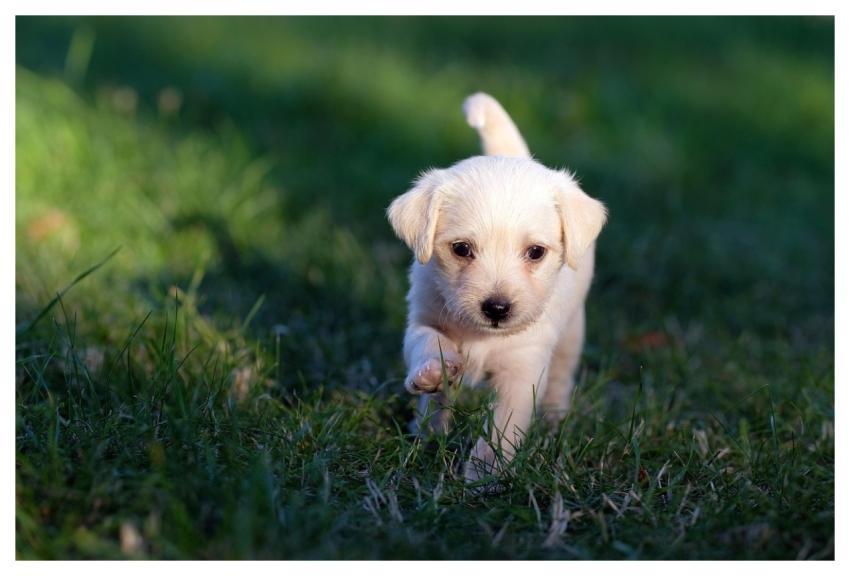 Dog Animal Puppy Nature