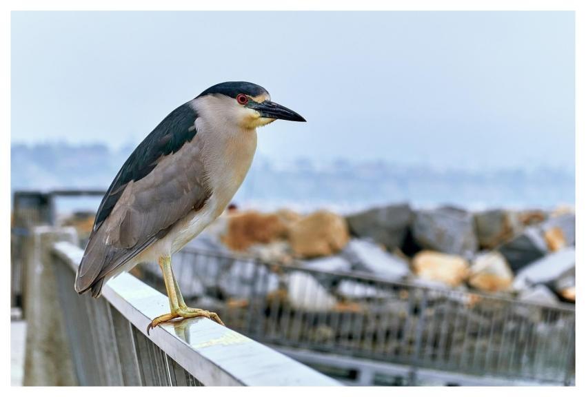 Night Heron Heron Bird Animal