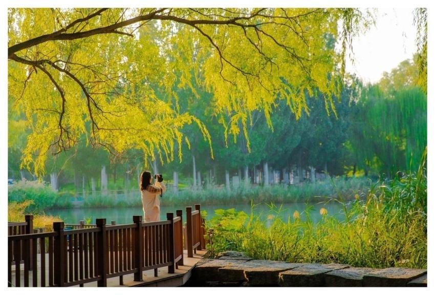 Autumn August Flower Wallpaper Plant