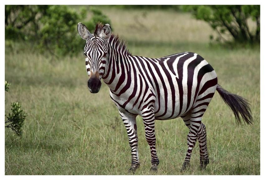 Animal Zebra Nature Wild