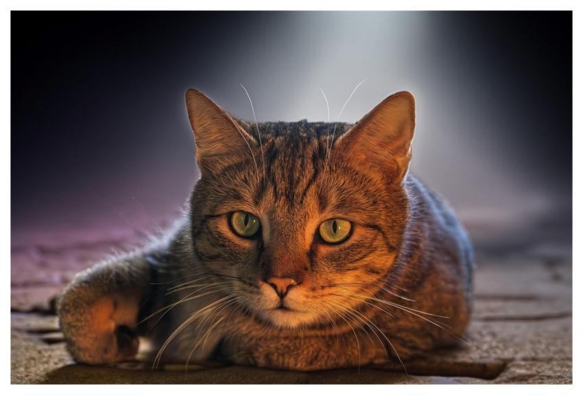 European Shorthair Pet Cat Animal