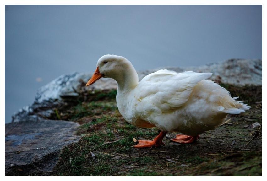 Autumn August Plant Flower Background