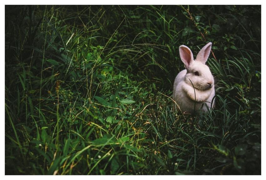Bunny Cute Grass Animal