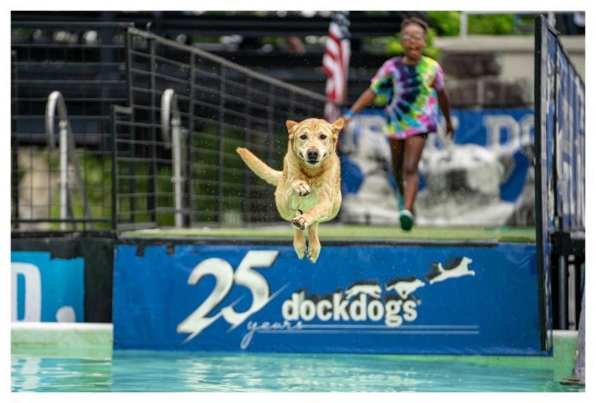 Dog Diving Canine Sports Dog Competition Water Dog