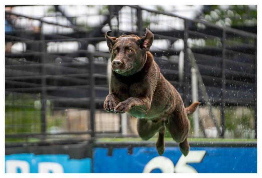 Dog Diving Canine Sports Dog Competition Water Dog