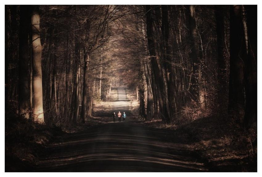 Forest Sports Forest Run Forest Path