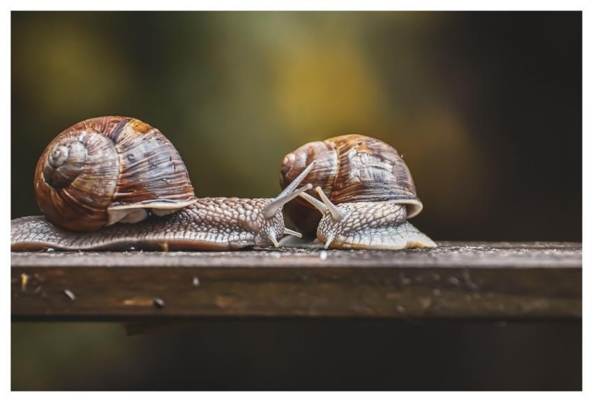 Snail Natural Reserve Protected Animal Shell