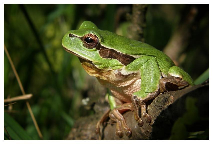 Tree Frog Frog Tree Nature