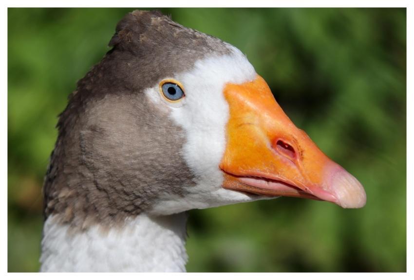 Goose Domestic Goose Ganter Bird
