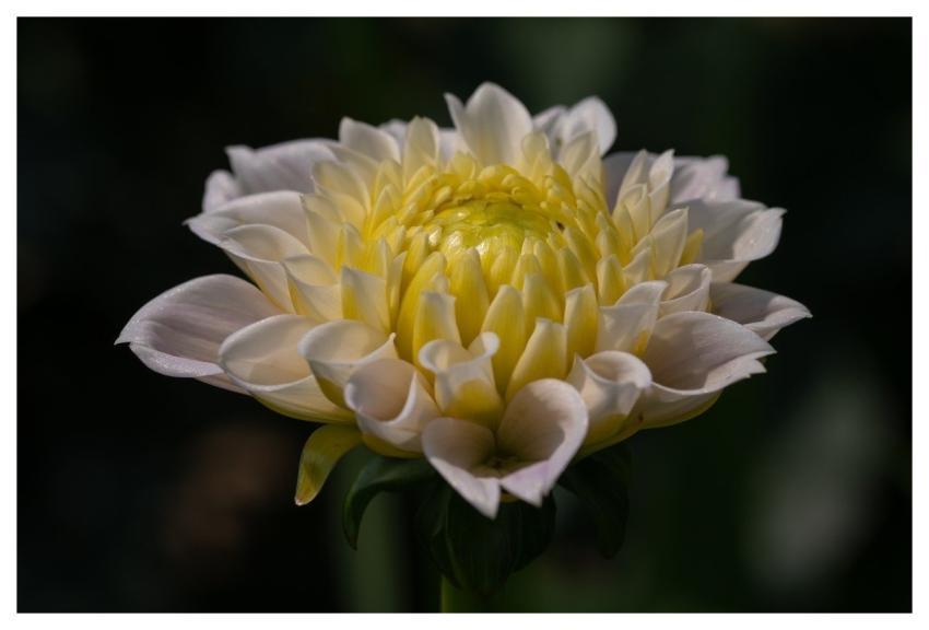 Flower Dahlia Nature Wallpaper Free Wallpaper