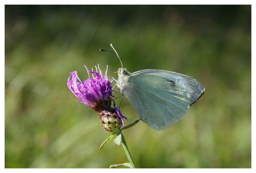 Butterfly Animal Insect Moths
