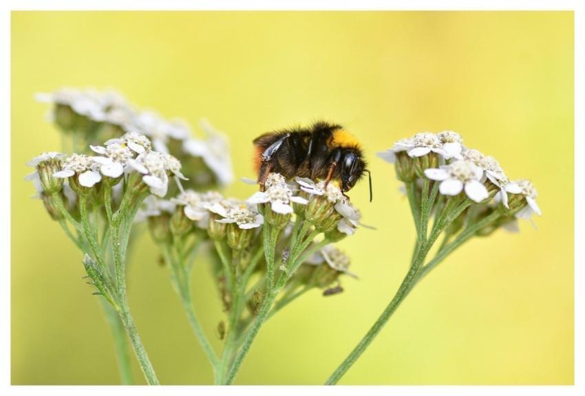 Bourdon Insect Pollination Flower