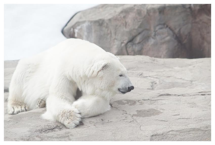 Nature White Bear Polar Bear Natural