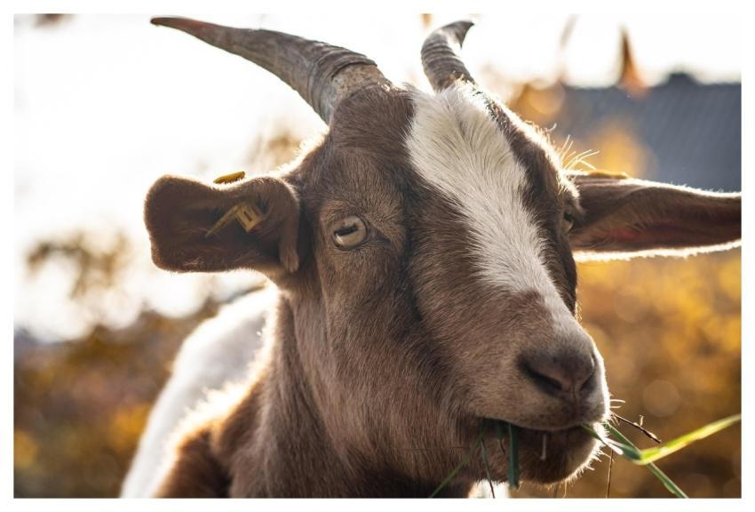 Animal Goat Nature Mammal